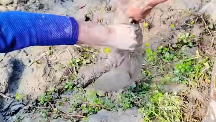 户外抓鱼#印度三哥在退潮的泥潭翻开草堆抓大鲶鱼,轻松实现鱼获满满