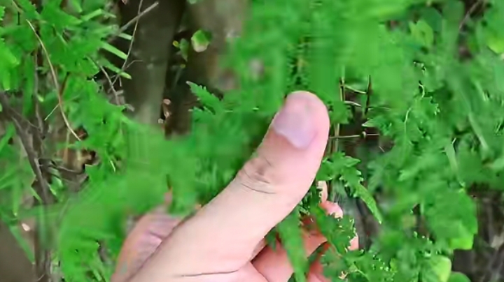 植物科普#蛤蟆藤也叫海金沙,夏天一杯海金沙凉茶,既能解渴又能降火