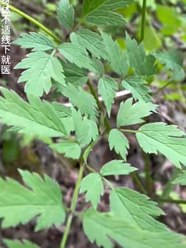 升麻,你那里有这种植物吗