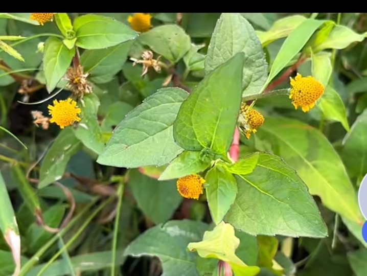 赤金散植物图片