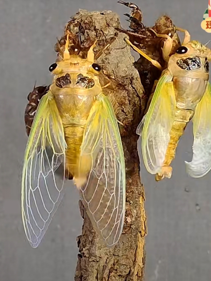 蹲守仨小时拍到三蝉蜕变,历经磨难,华丽转身,祝朋友好运连连!