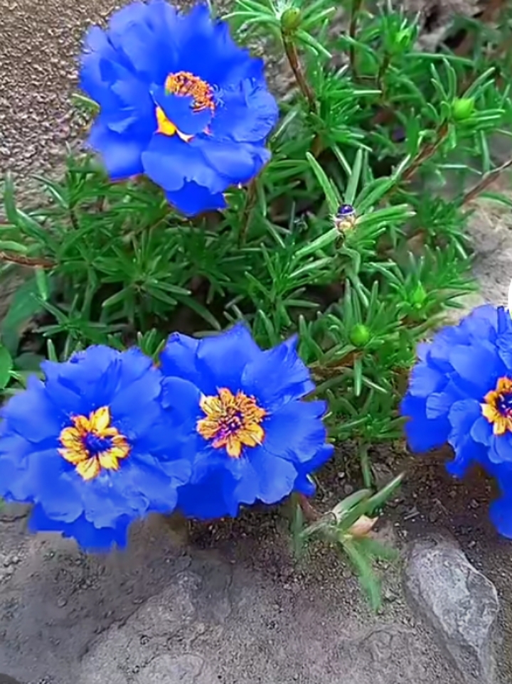 极极罕见,蓝色妖姬的太阳花.