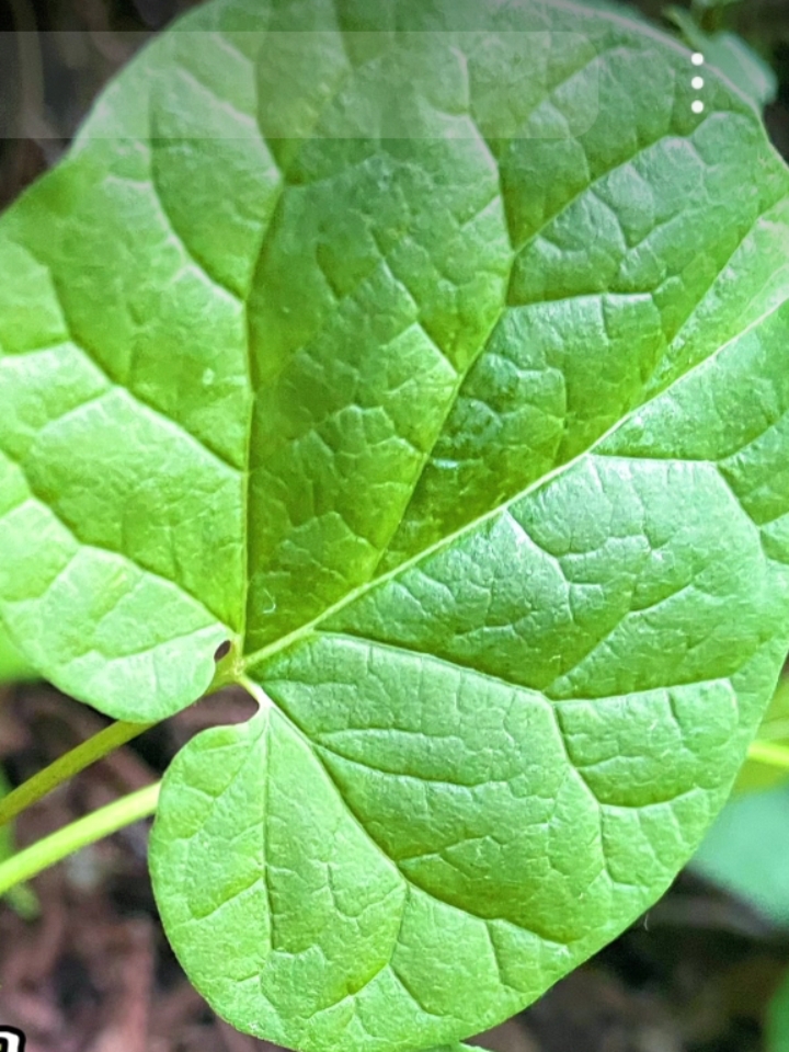 隔山消,听起来就像是传说中的神奇草药,到底效果如何呢?