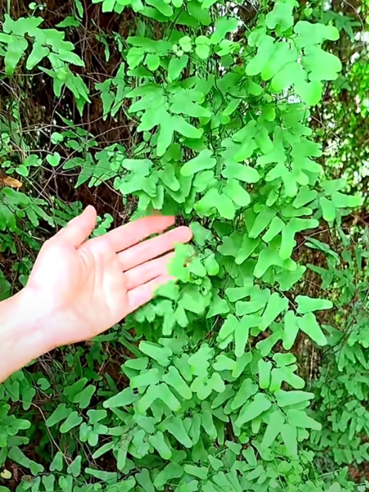 三分钟讲知识第二季#海金沙,又称金沙藤,村里的老辈人常把它采割患乙