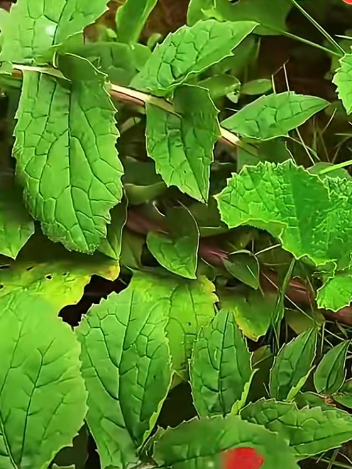 牛黄草植物图片图片