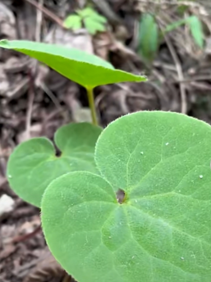 细辛,马兜铃科多年生草本植物,根状茎横生或直立,虚根较多.