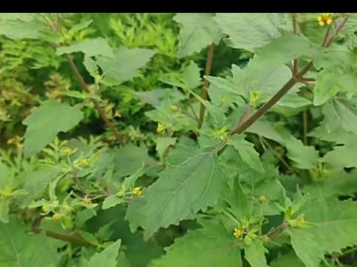 豨莶草虽冷门,但其价值非凡.认识它,或许能为心灵带来意想不到的慰藉.
