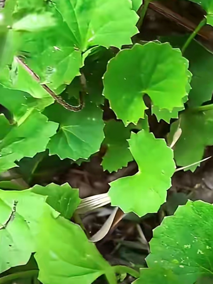 积雪草也叫雷公根,把它捣烂敷脸上,可以使皮肤更紧致