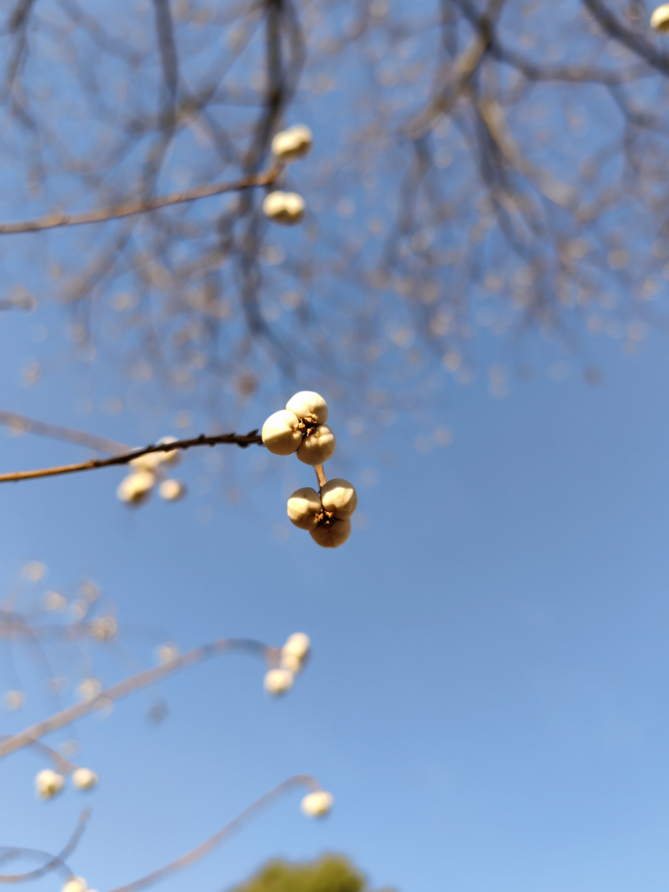 冬天公园里常见的花图片