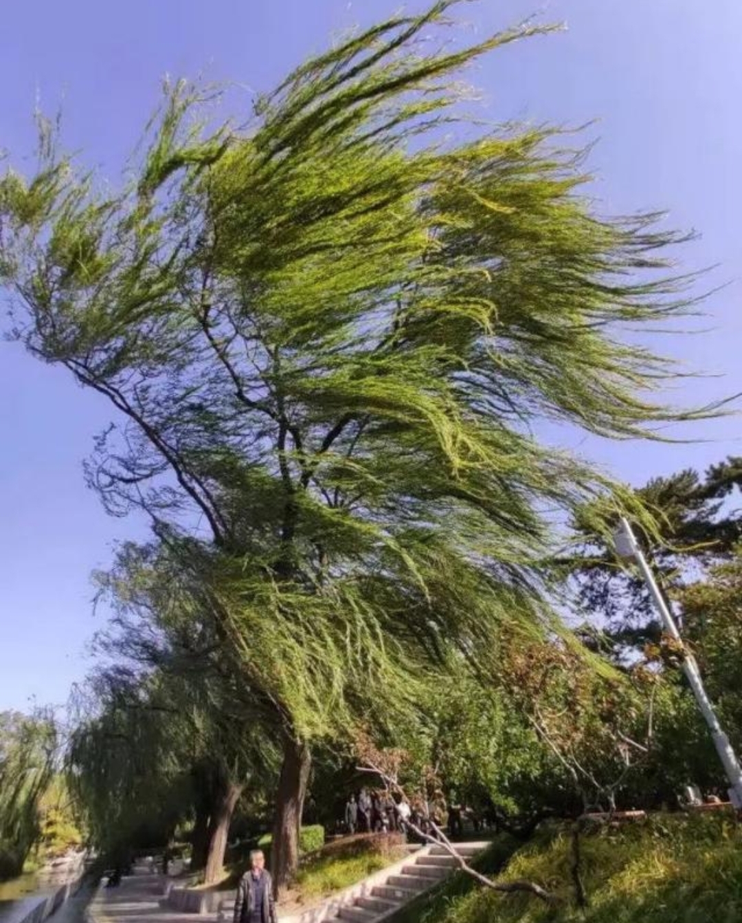立于苍茫间,其姿绰约,随风摇曳,如仙子起舞.