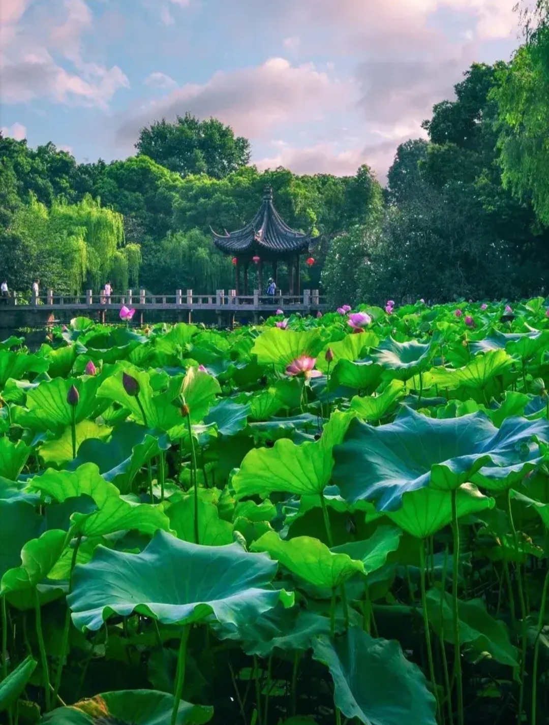 夏天悄然而至,阳光洒满大地,万物生机勃勃.