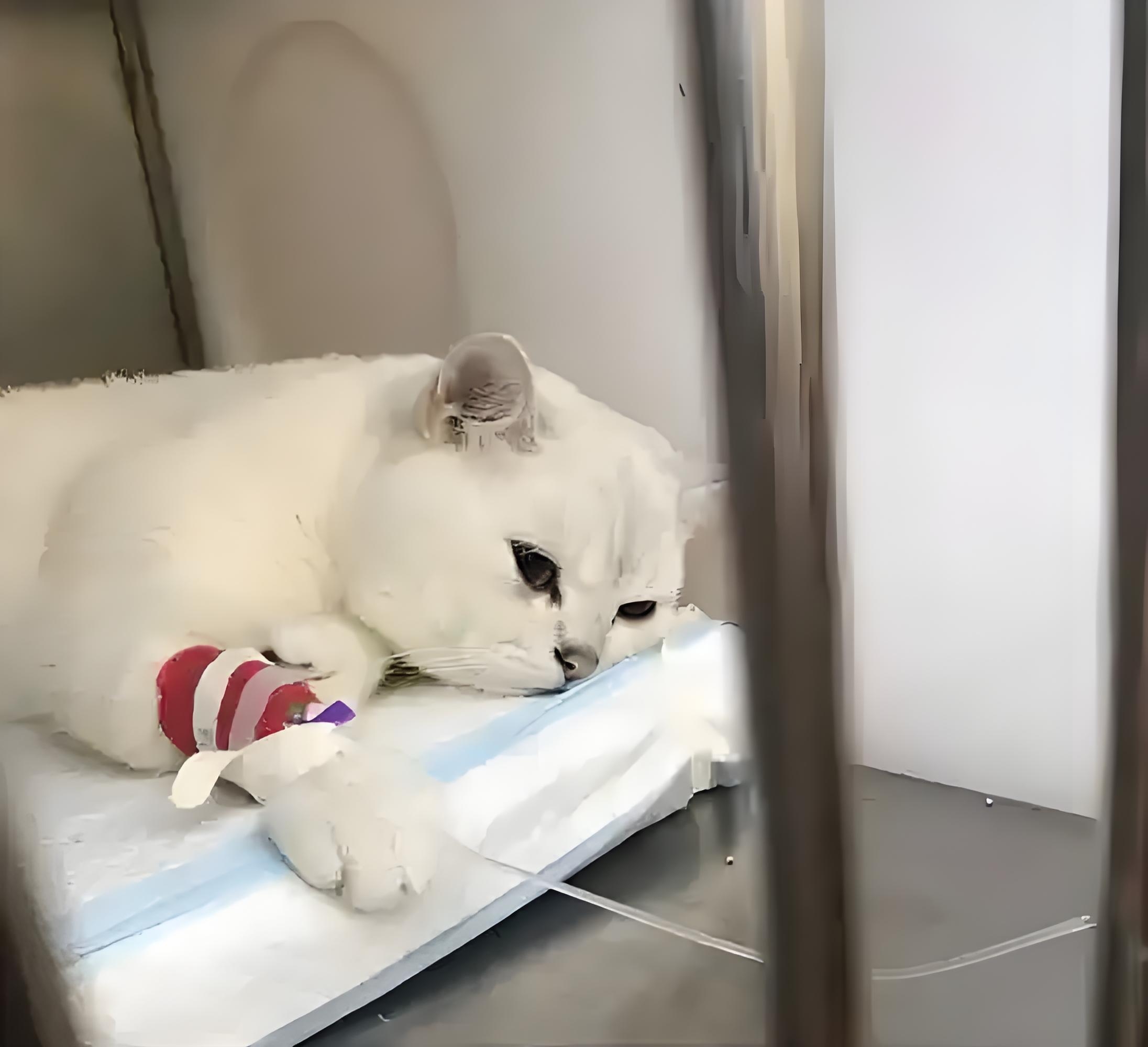猫病治疗