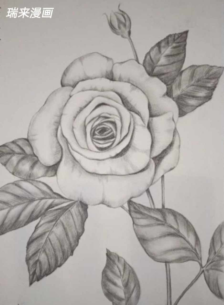 画一朵玫瑰花素描图片