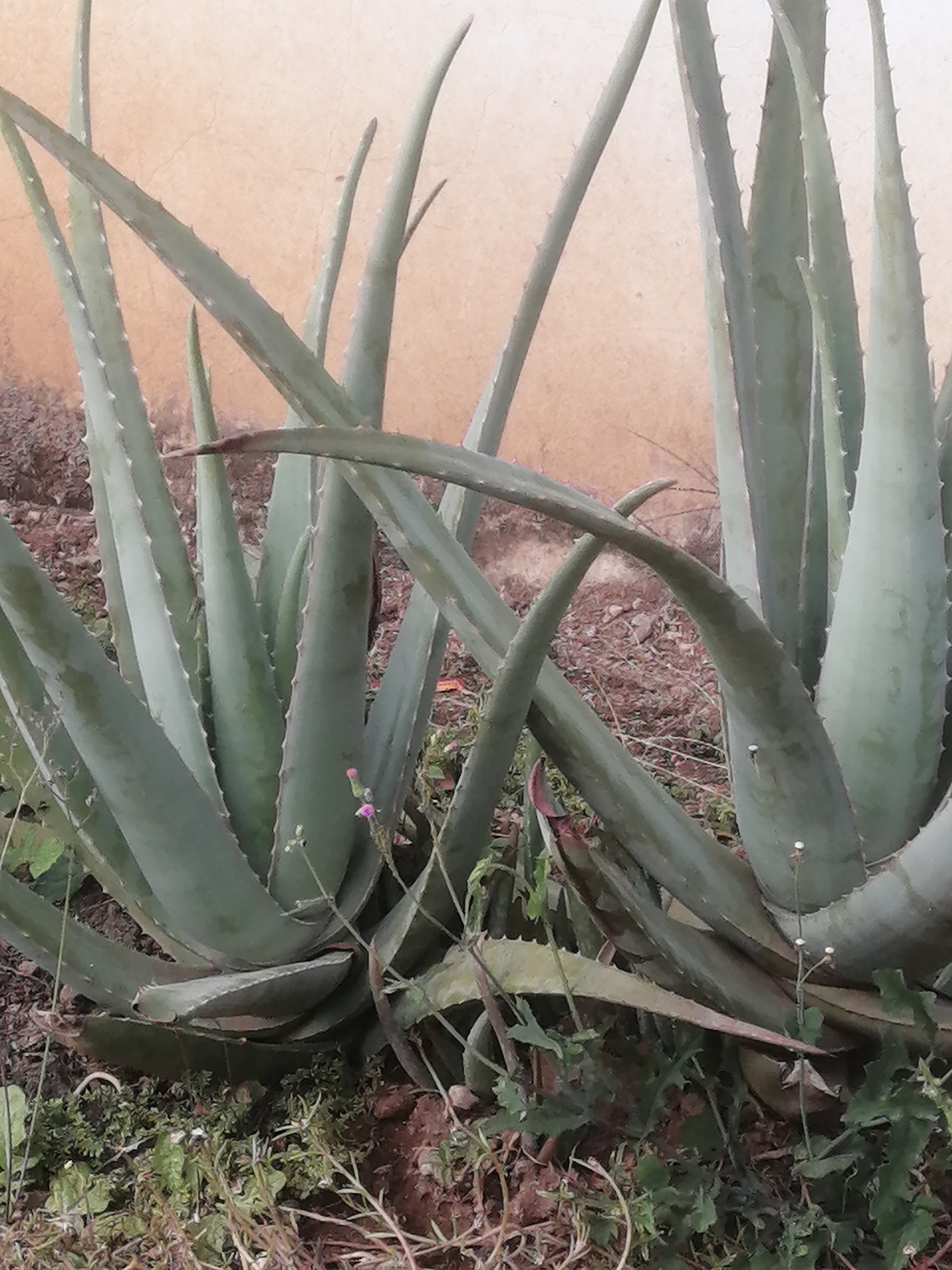 种在我家门前的这几棵芦荟好大棵呀,好占地方,我觉得它既不开花,又没