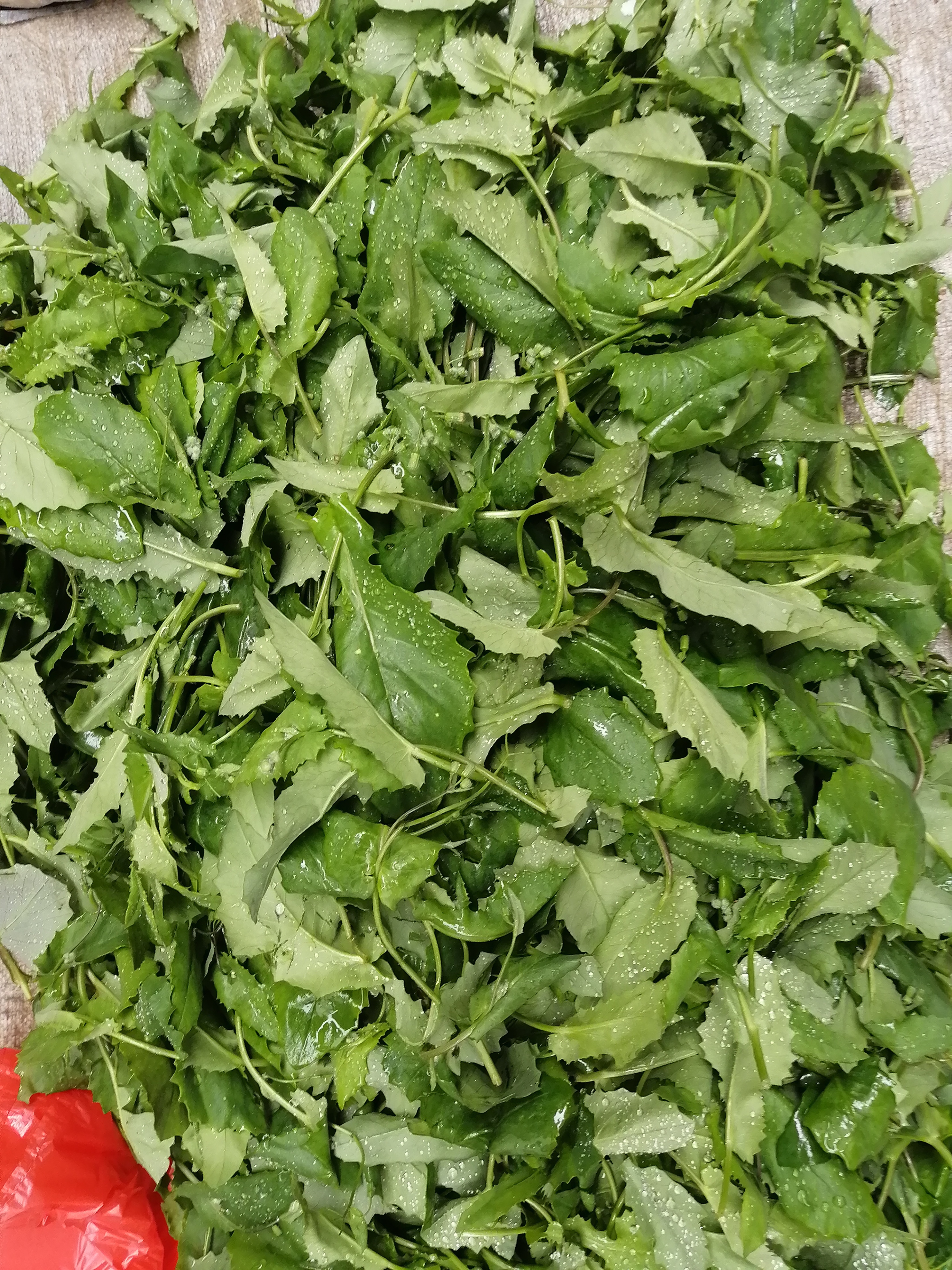 在农村的我居然不知道这些植物是能吃的,今天在菜市场看到有人拿来卖