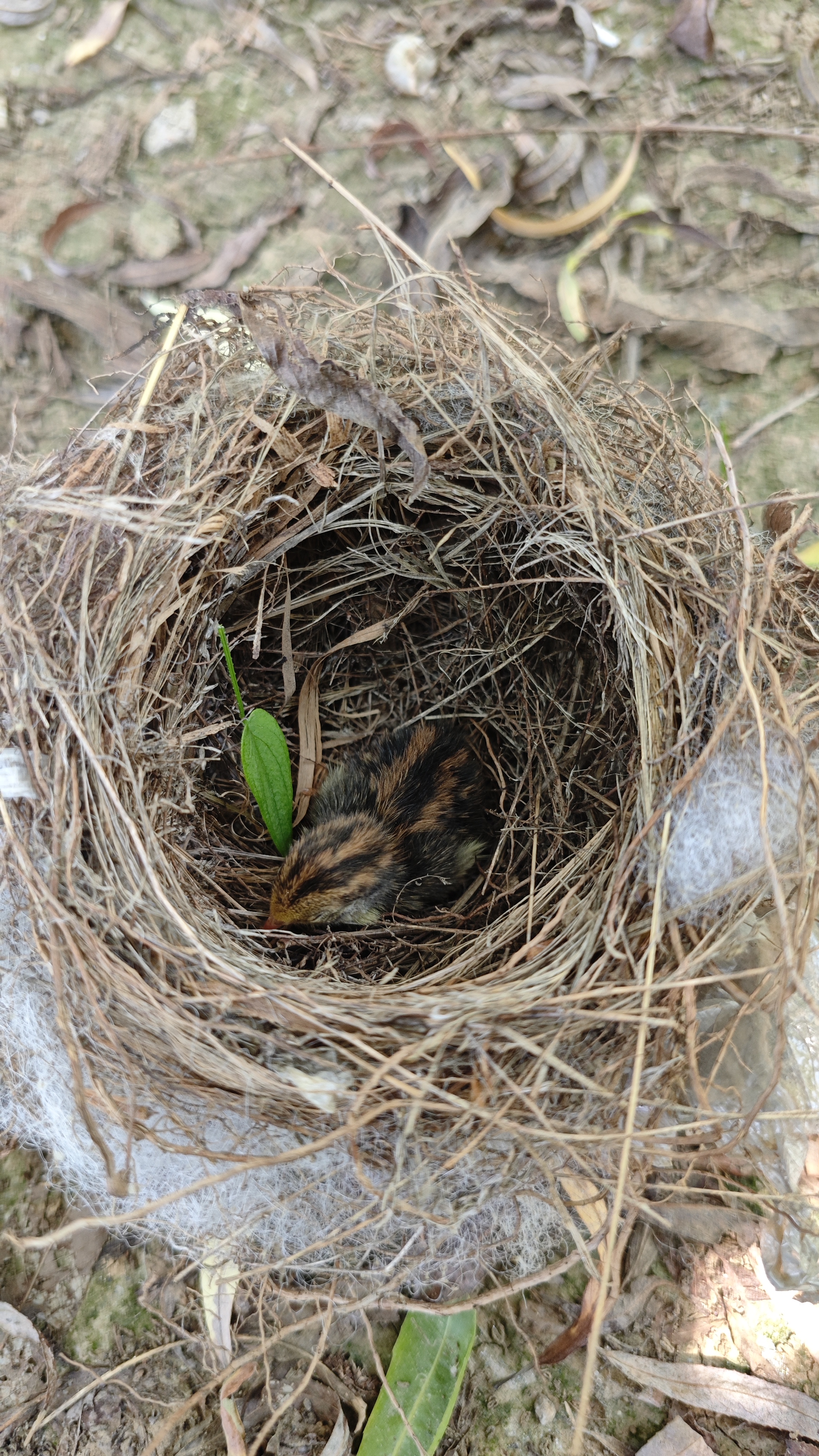 稳,昨天带它去森林公园,刚一放出来就满地撒欢儿,正好捡到一个小鸟巢