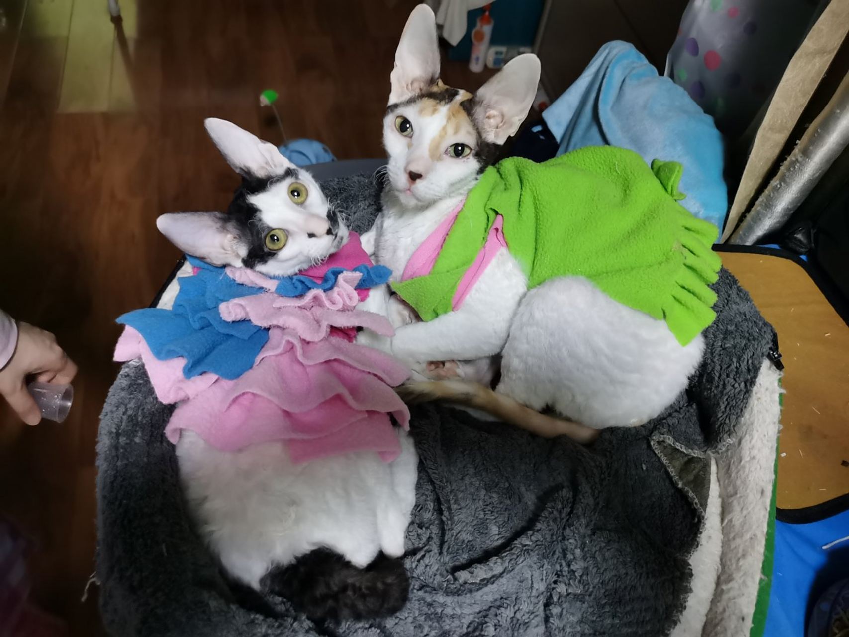 五个来月的陪伴成长,一对柯尼斯卷毛猫母猫在她强大母爱的呵护下健康