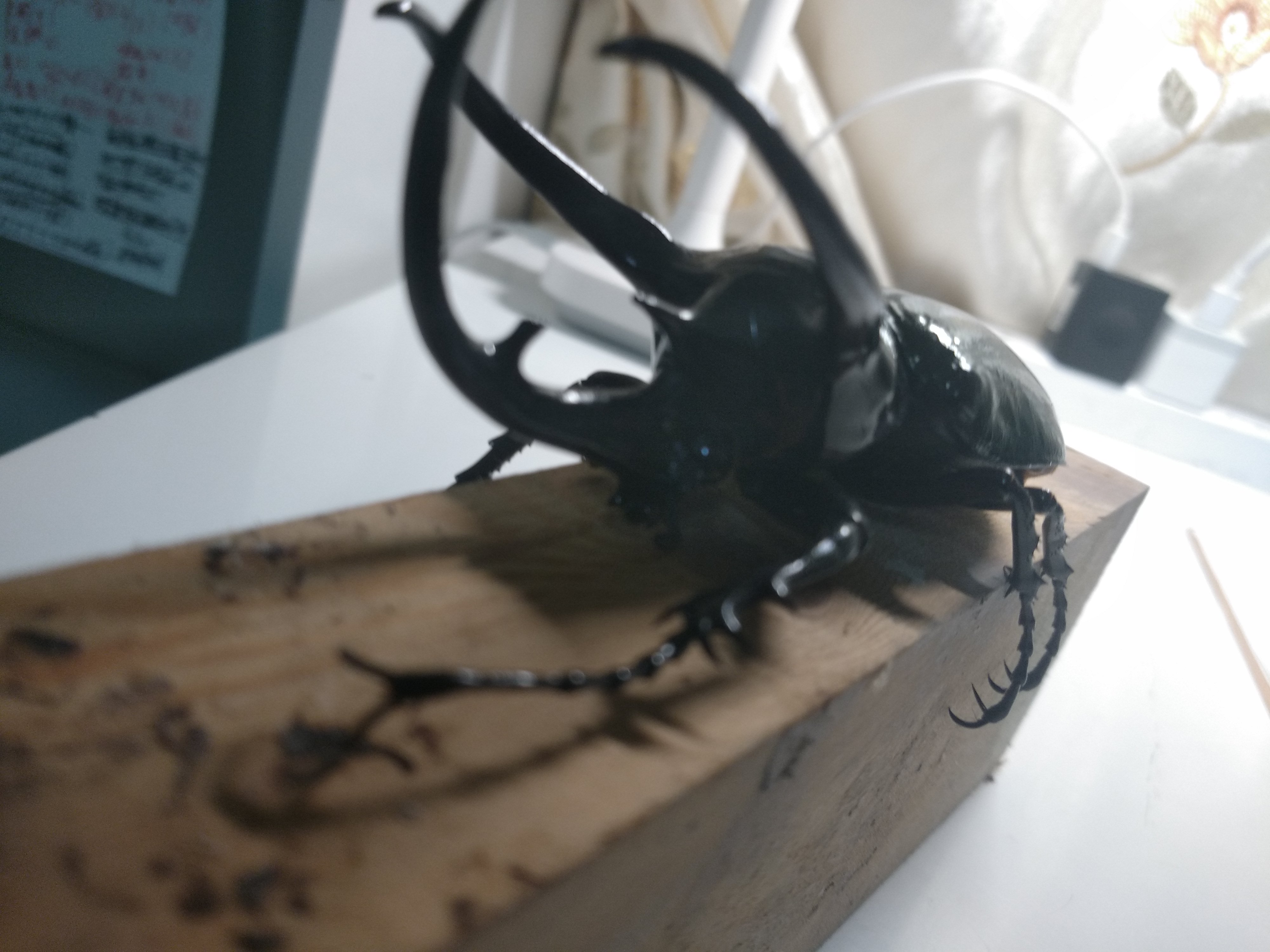 南洋大兜cck,111.5mm,体型太小了竟没有丝毫鸭08迫感.