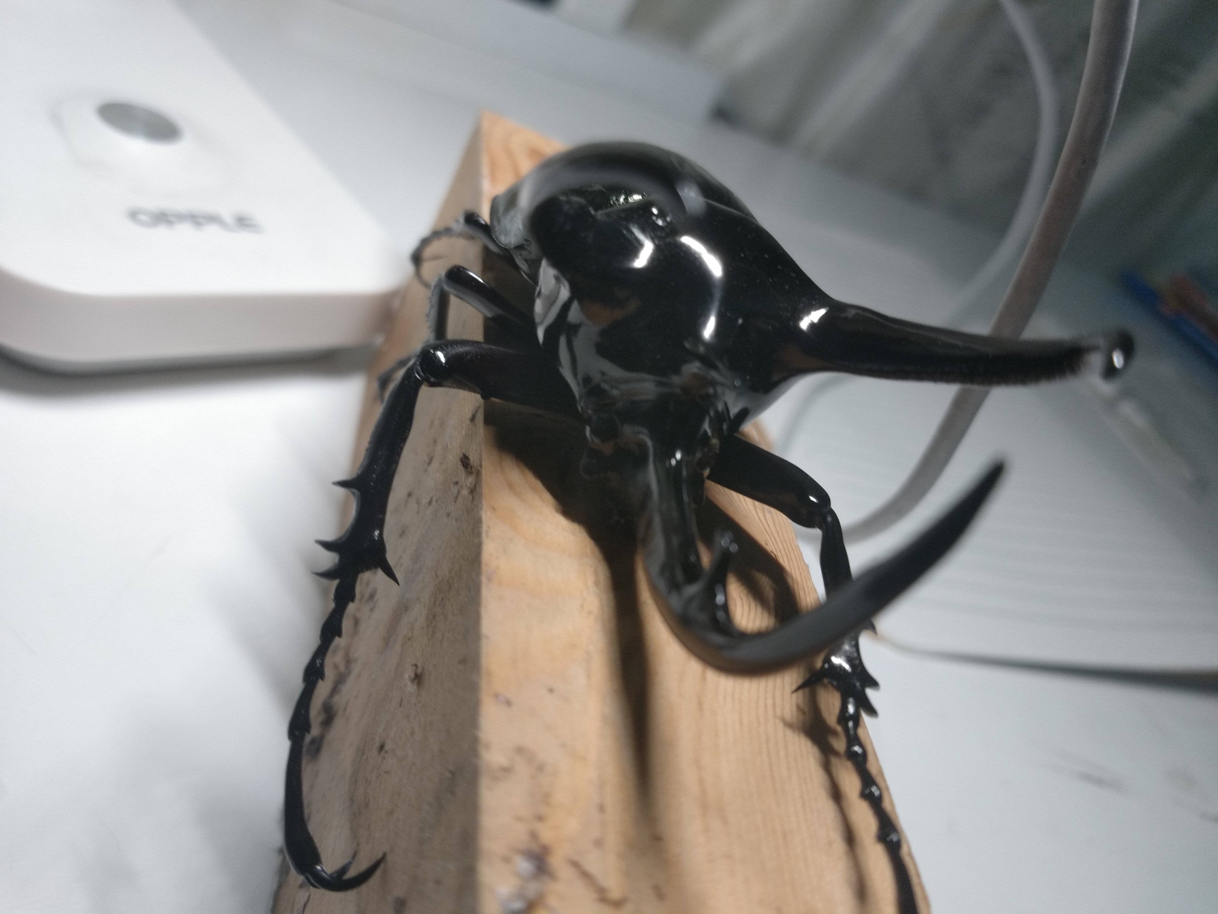 南洋大兜cck,111.5mm,体型太小了竟没有丝毫鸭08迫感.