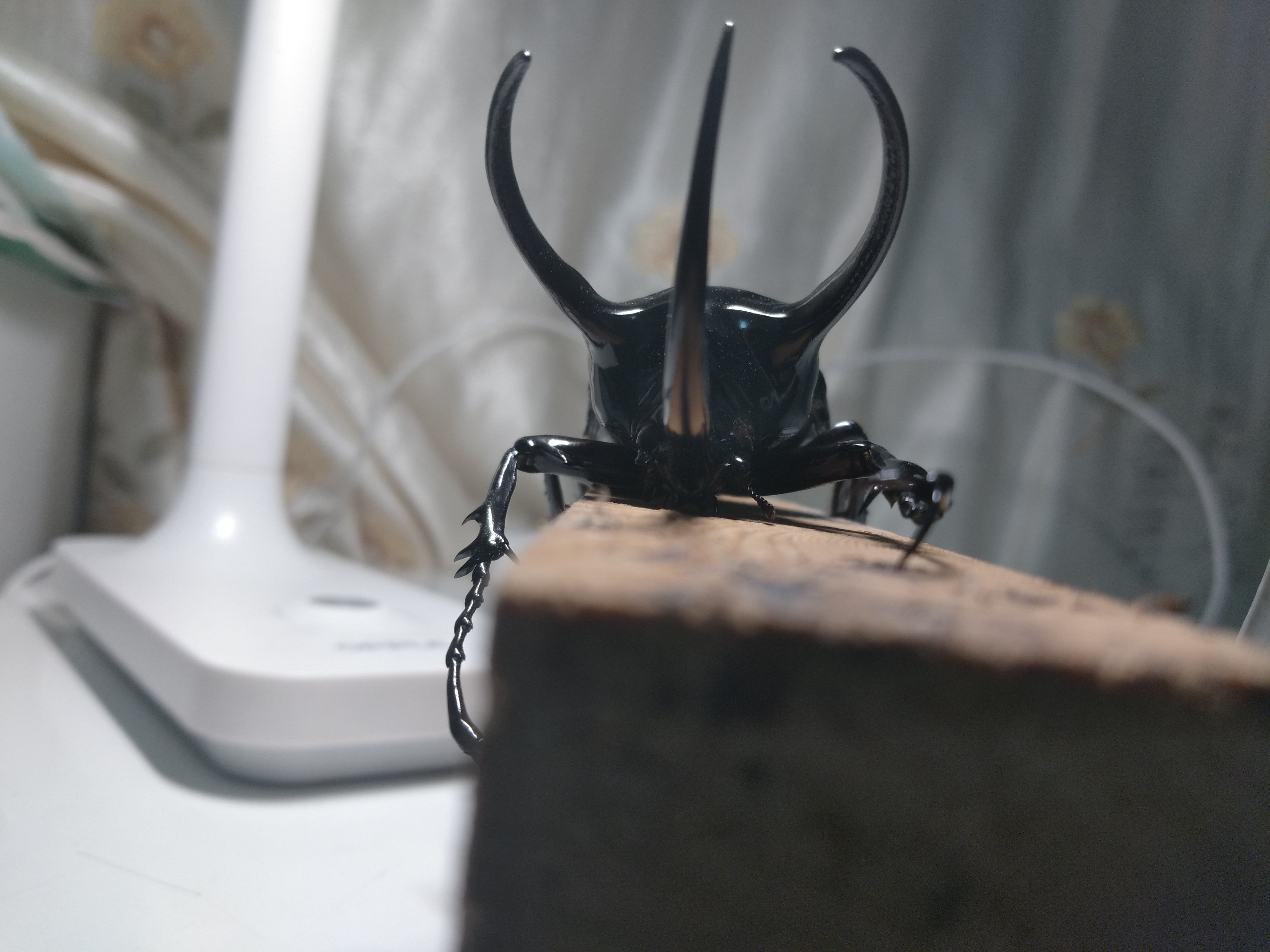 南洋大兜cck,111.5mm,体型太小了竟没有丝毫鸭08迫感.