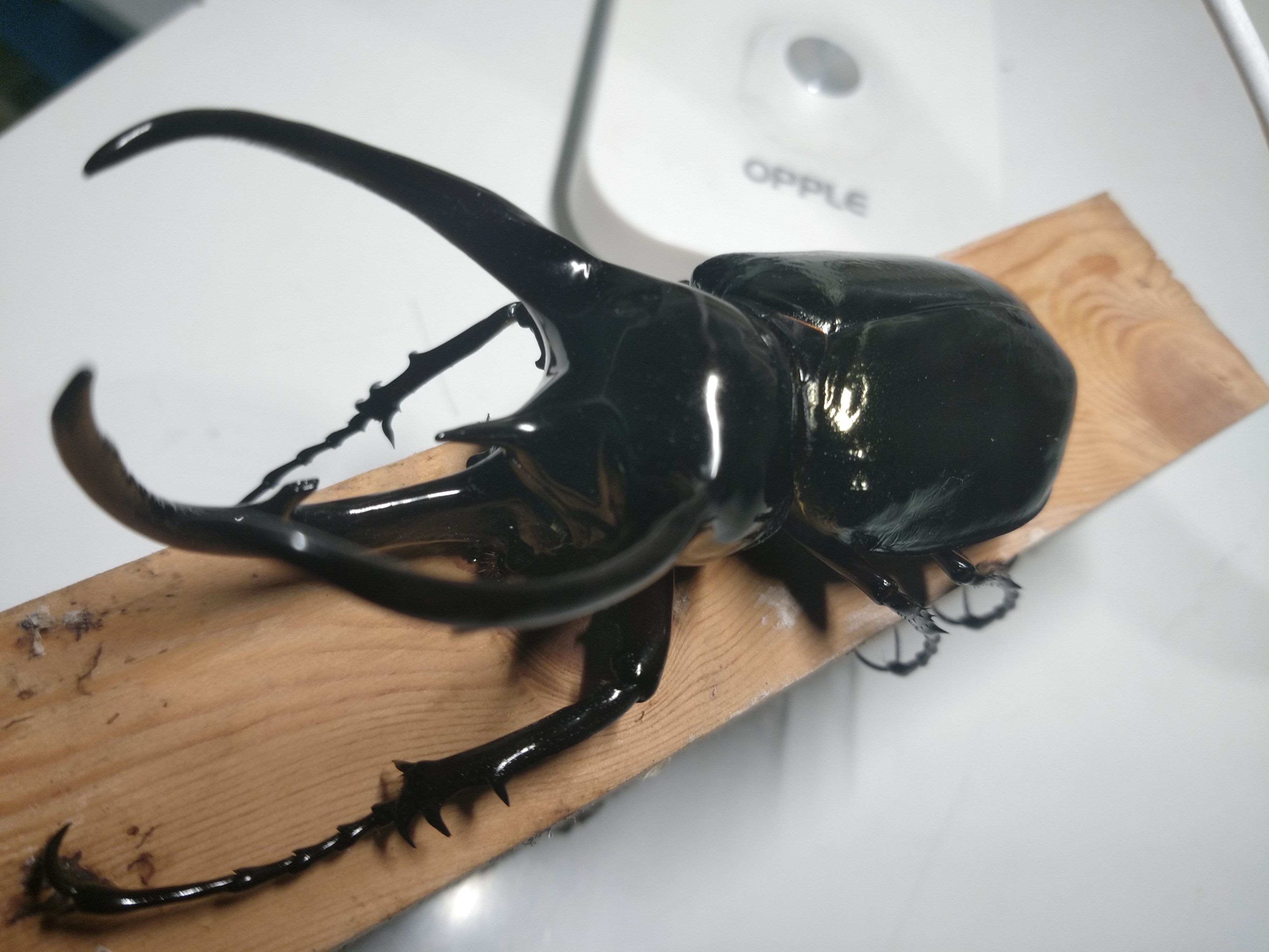 南洋大兜cck,111.5mm,体型太小了竟没有丝毫鸭08迫感.