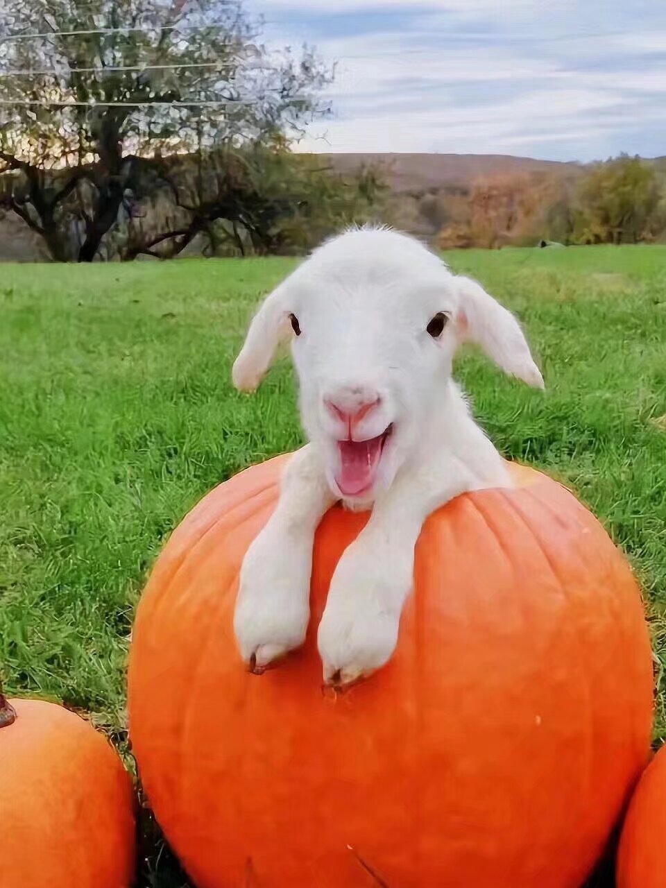 三只小羊,有没有觉得很傲娇.