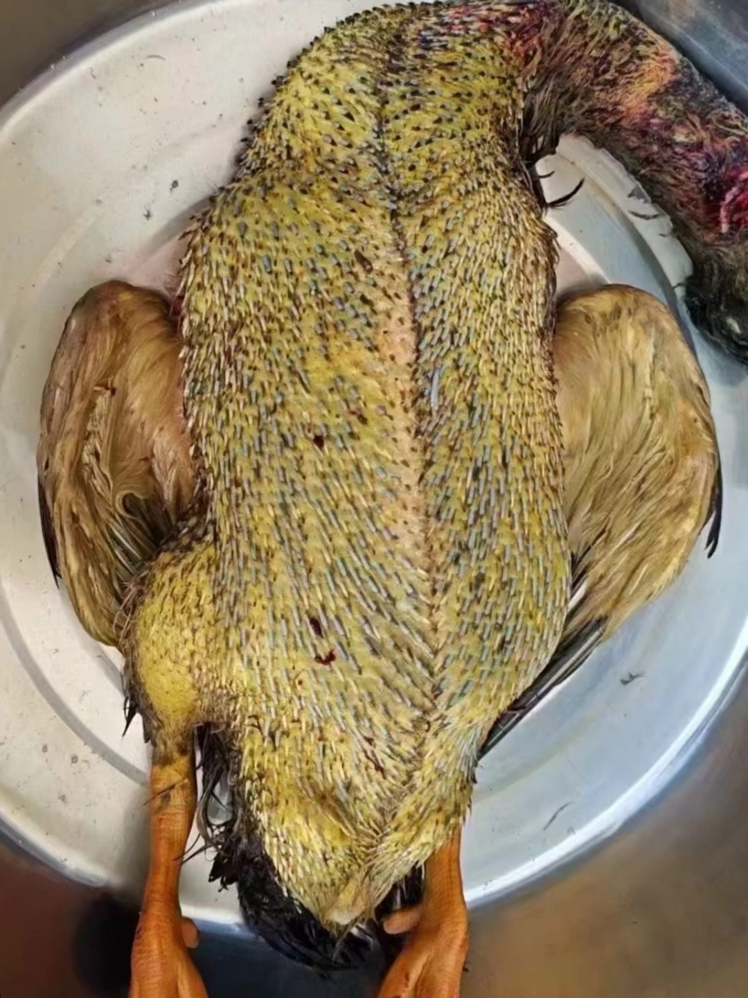 就吃这个吗?这能吃吗这个?