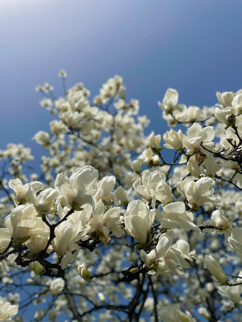 手机摄影# #摄影# 春分时节玉兰花  雪白霓裳满枝桠#镜头里的春天
