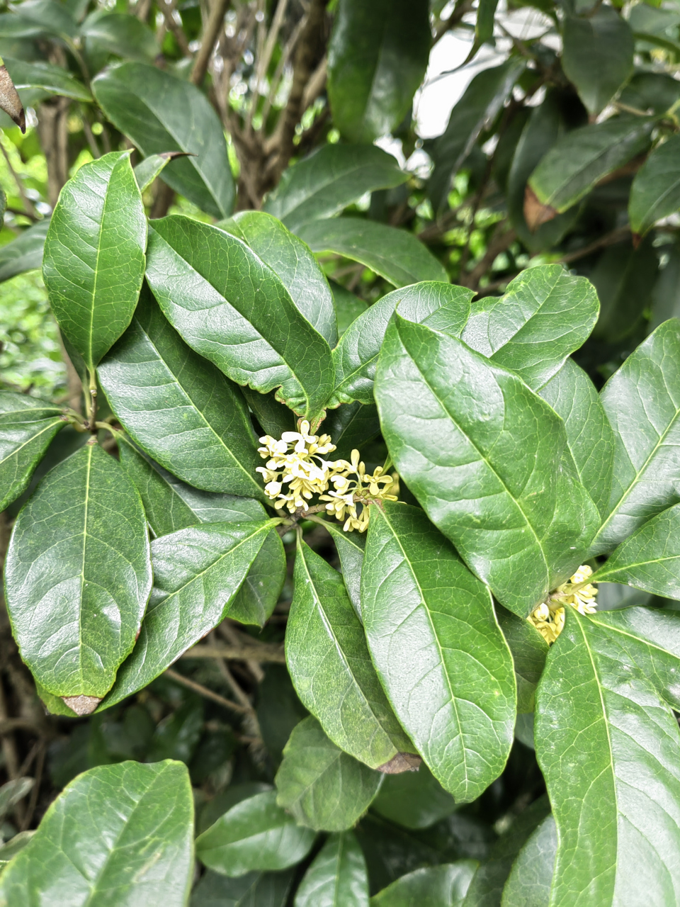 我们的植物朋友桂花图片