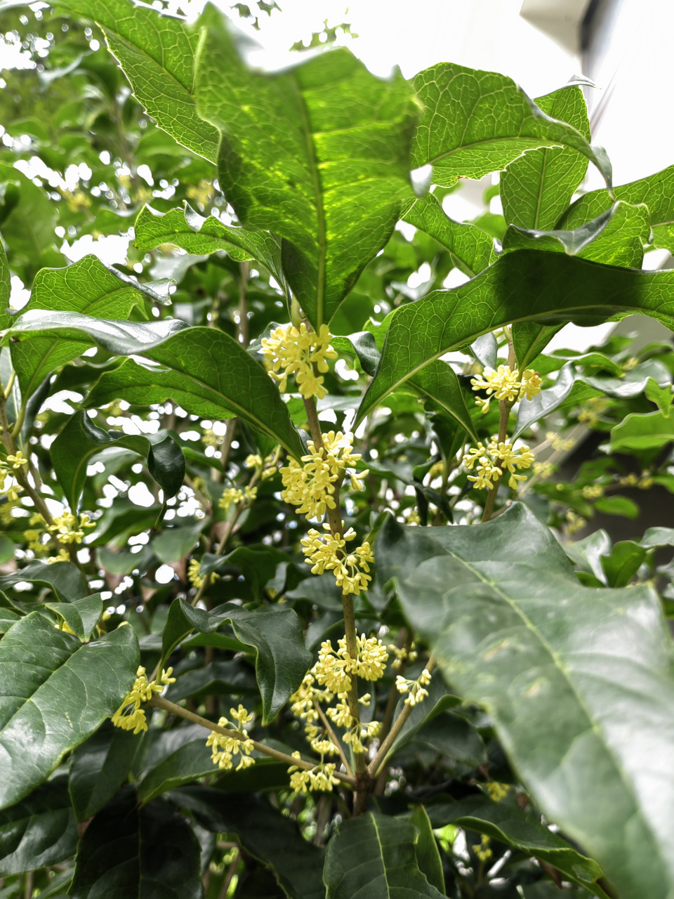 我们的植物朋友桂花图片