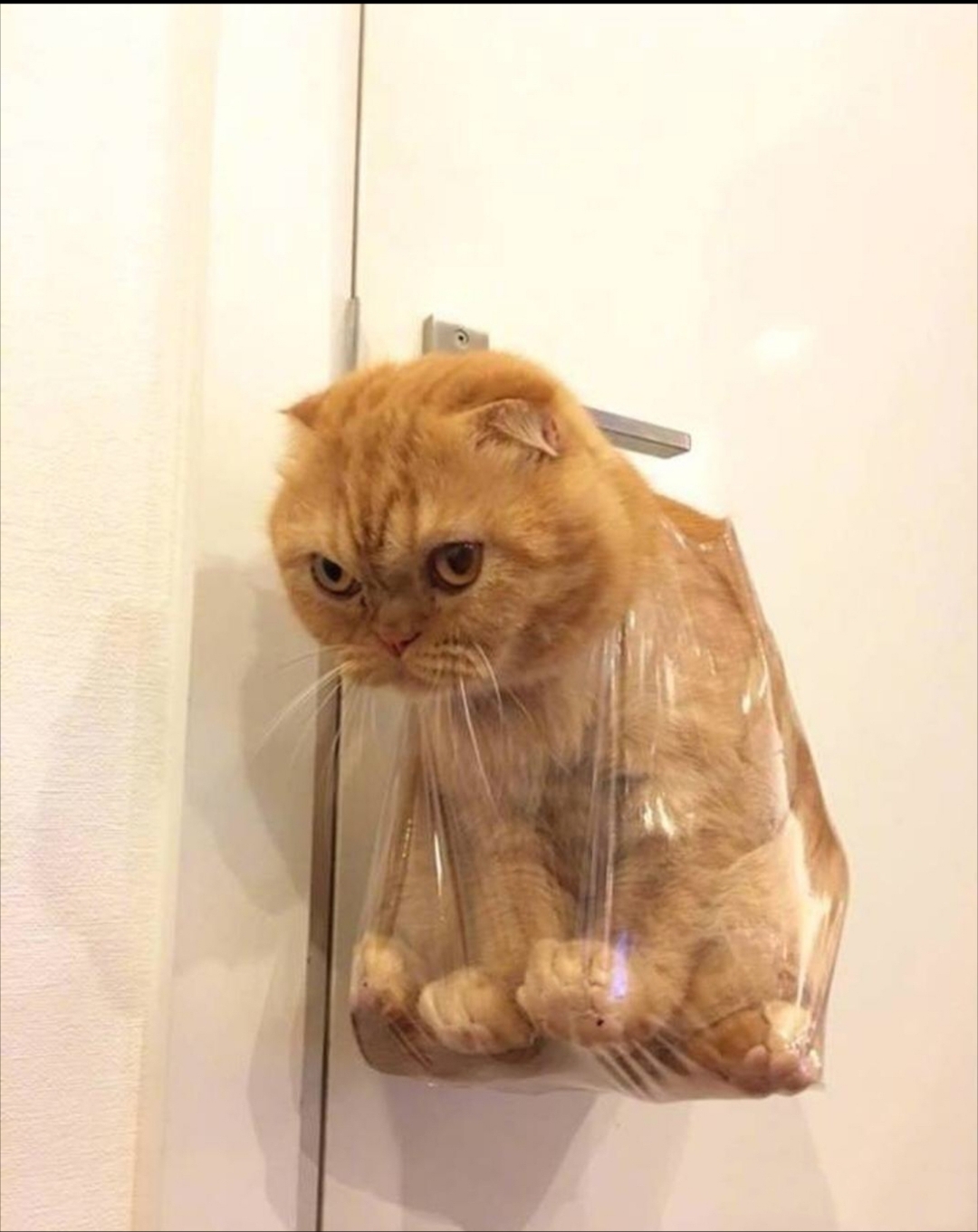 中午下班回家就看见我家小橘猫被挂在门把手上,看它一脸委屈的样子,谁