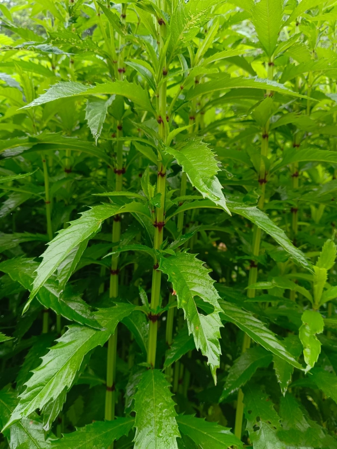 爬地牛奶藤草药图片图片