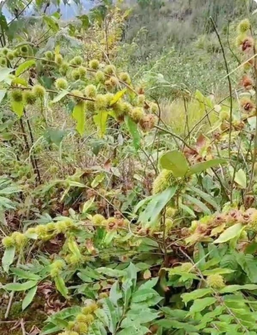 大脑瓜崩野菜图片