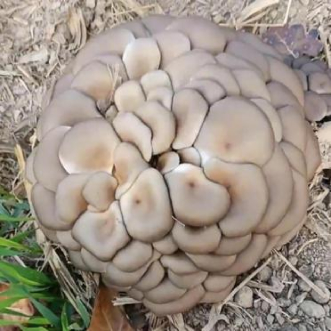 今天早上,我和老妈去田里干活,居然在田的不远处看见好大一片蘑菇,不