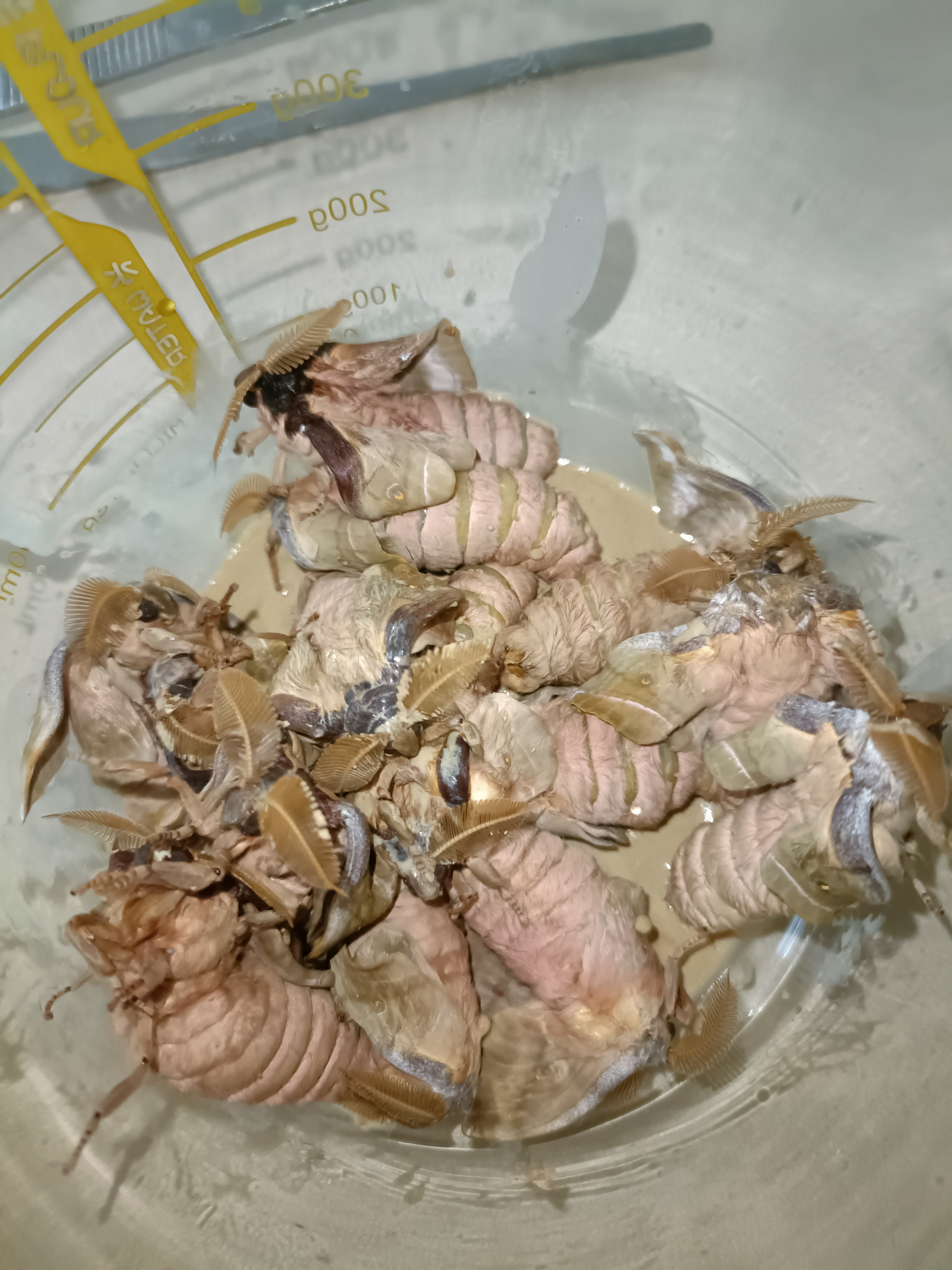 雄蚕蛾泡酒料,选用未交尾小翅膀营养不流失,泡酒喝着有劲