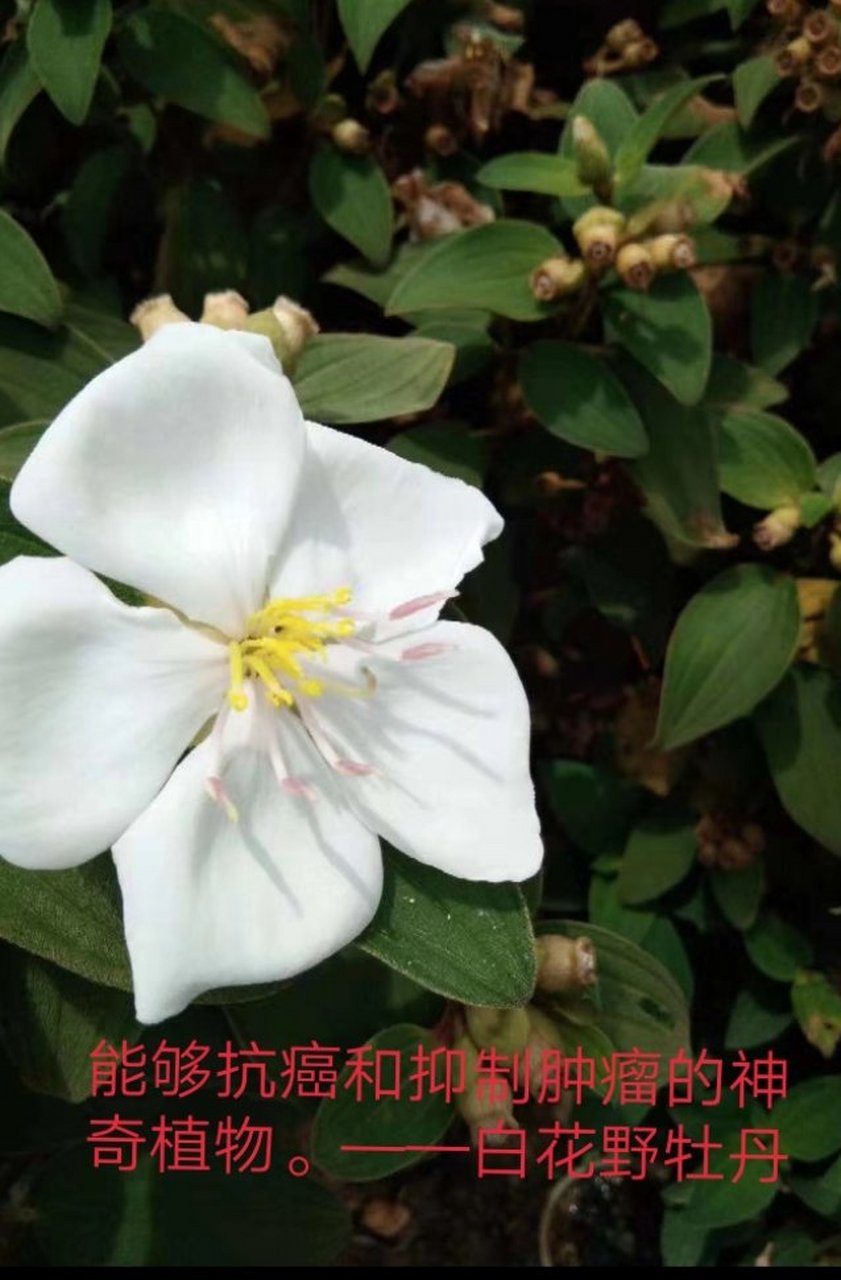 白花野牡丹茶清香顺口,延年益寿.