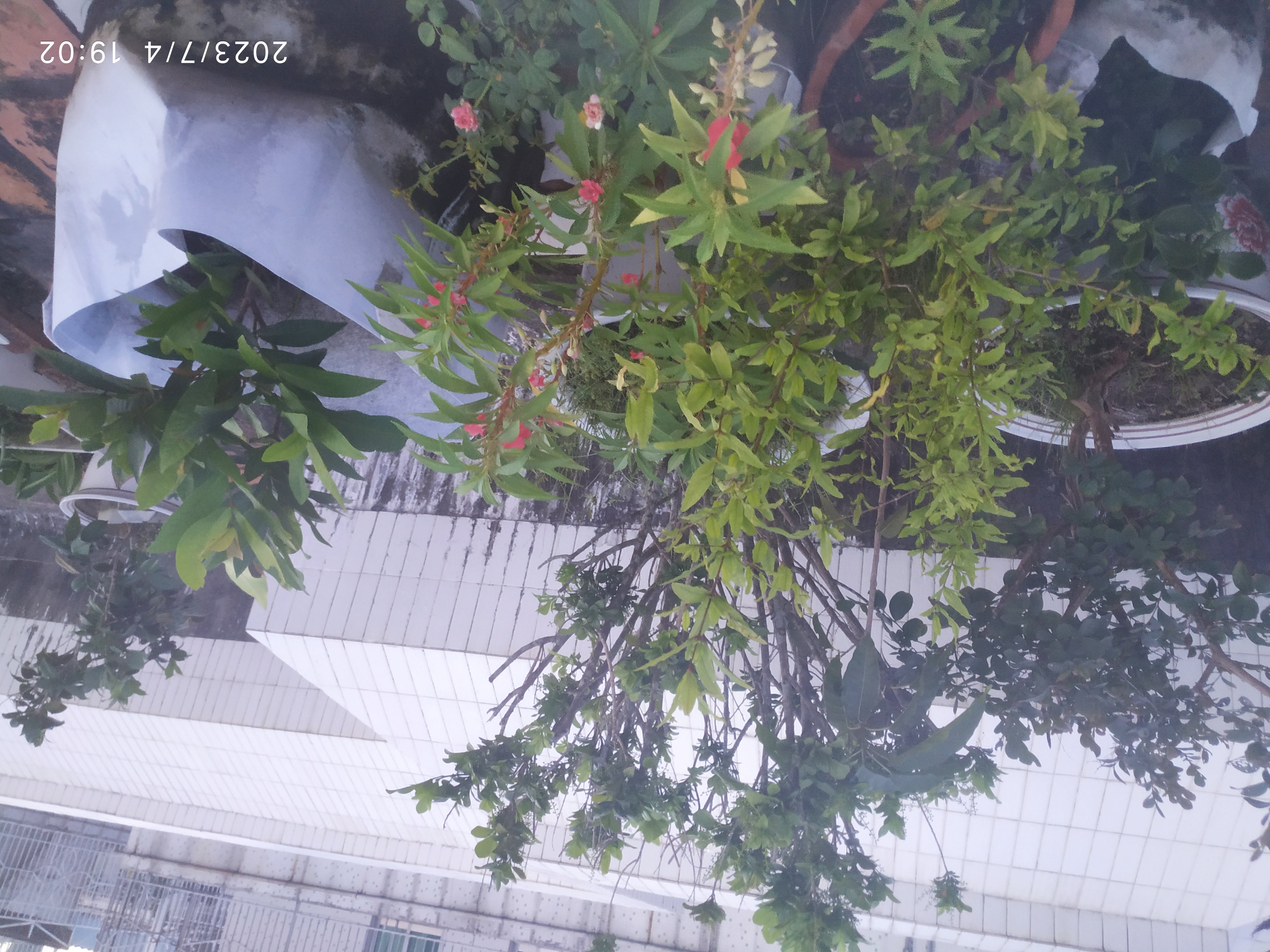 已经进入盛夏,我楼顶上的花还在开花的就只剩下图2的"九龙吐珠",以及