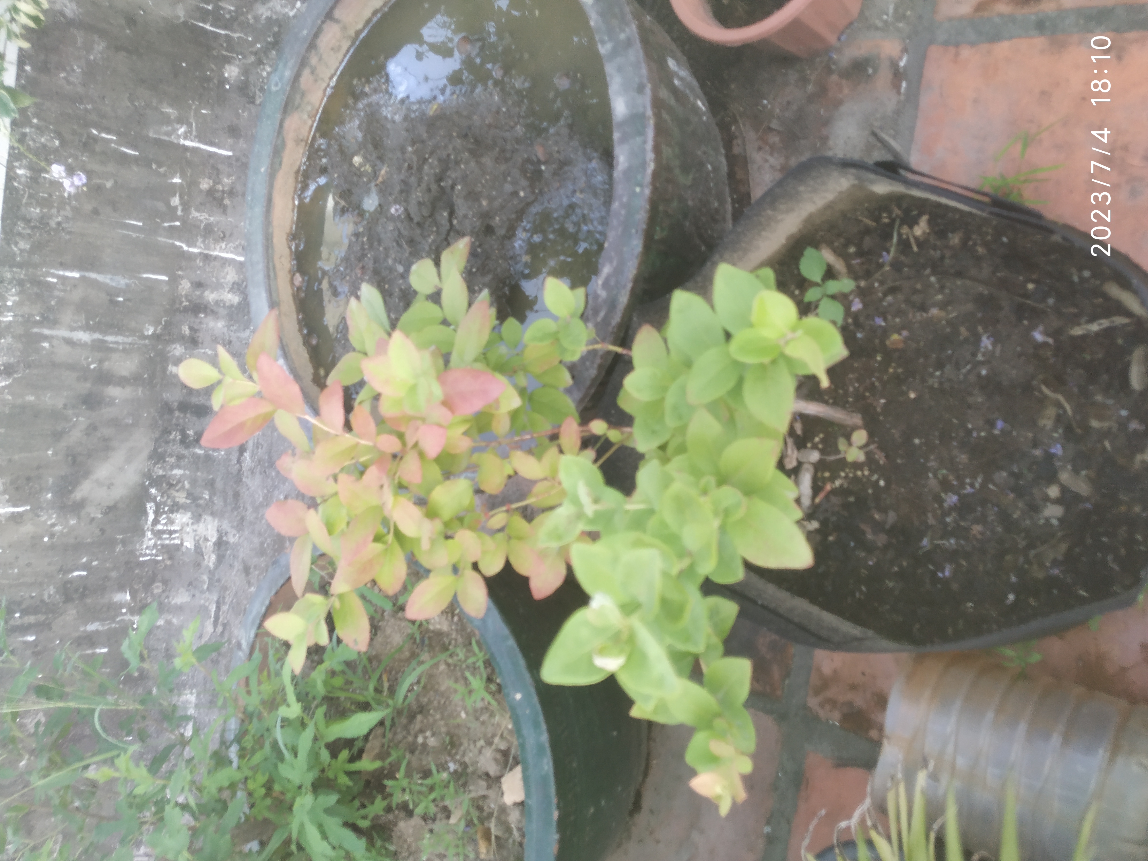 已经进入盛夏,我楼顶上的花还在开花的就只剩下图2的"九龙吐珠",以及