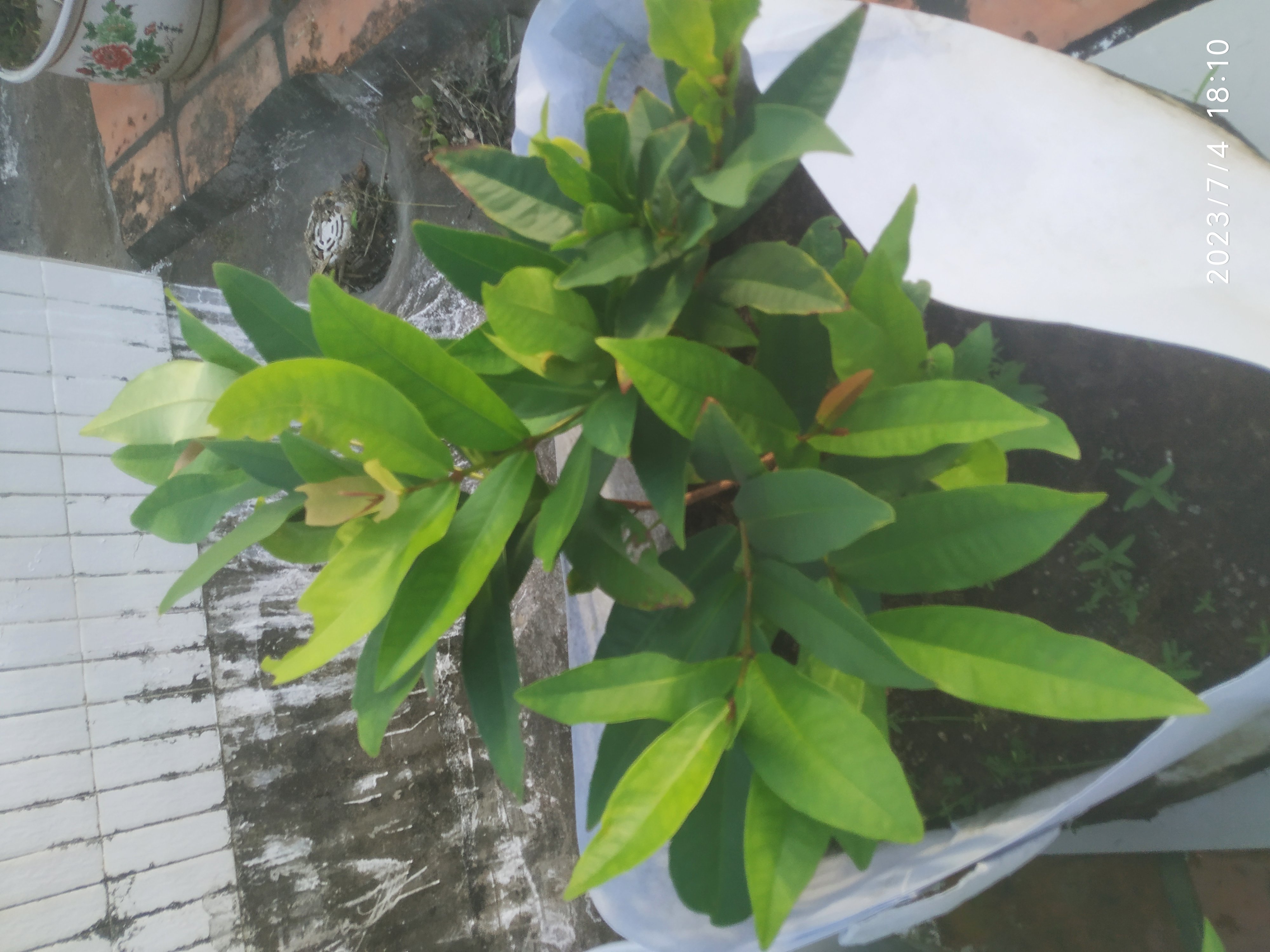 已经进入盛夏,我楼顶上的花还在开花的就只剩下图2的"九龙吐珠",以及