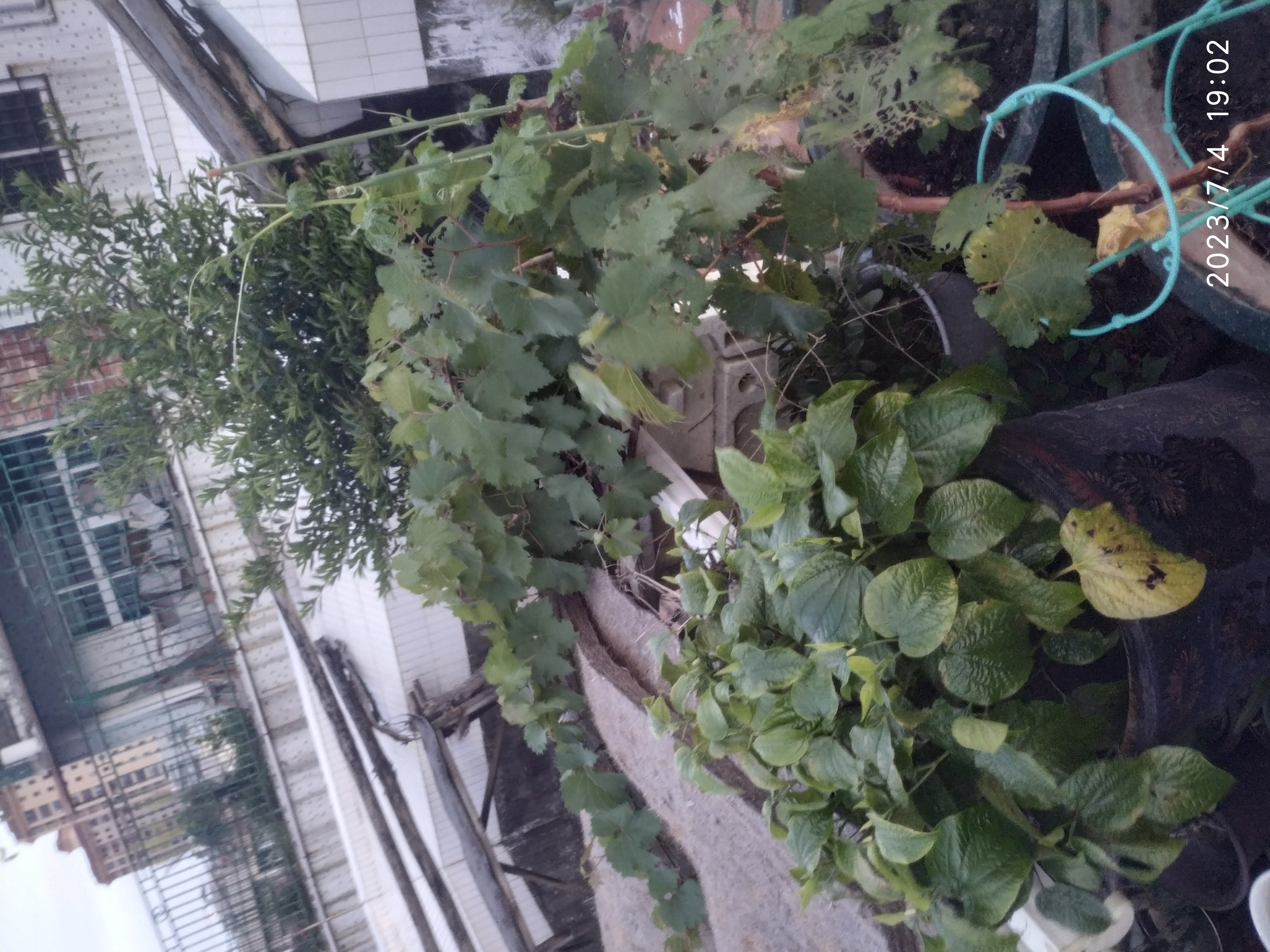 已经进入盛夏,我楼顶上的花还在开花的就只剩下图2的"九龙吐珠",以及