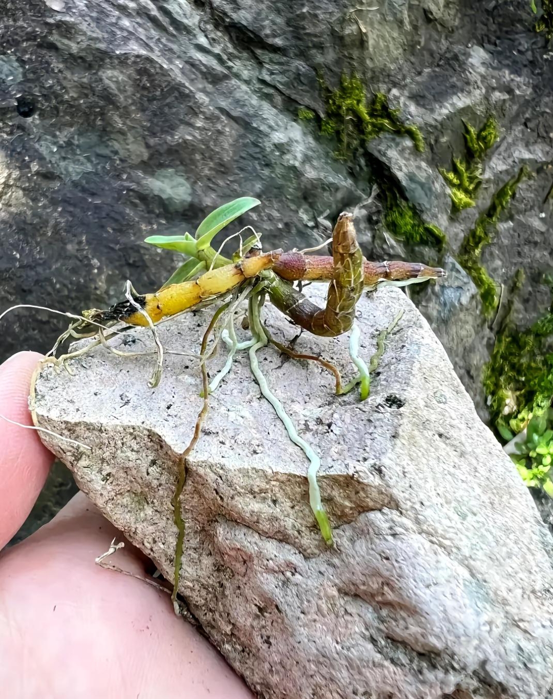 砾上,石头光秃秃的没有丁点泥土和其它,而他们的根系就依附在岩石上