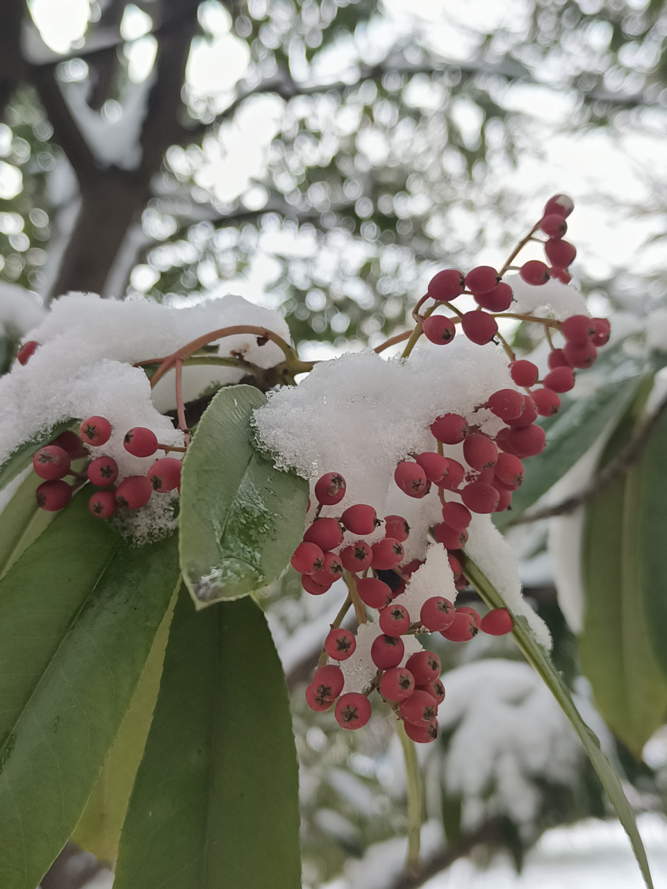 冬日冰雪漫游季#石家庄市雪后,一团团艳红的红叶石楠果顶着瑞雪,漂亮