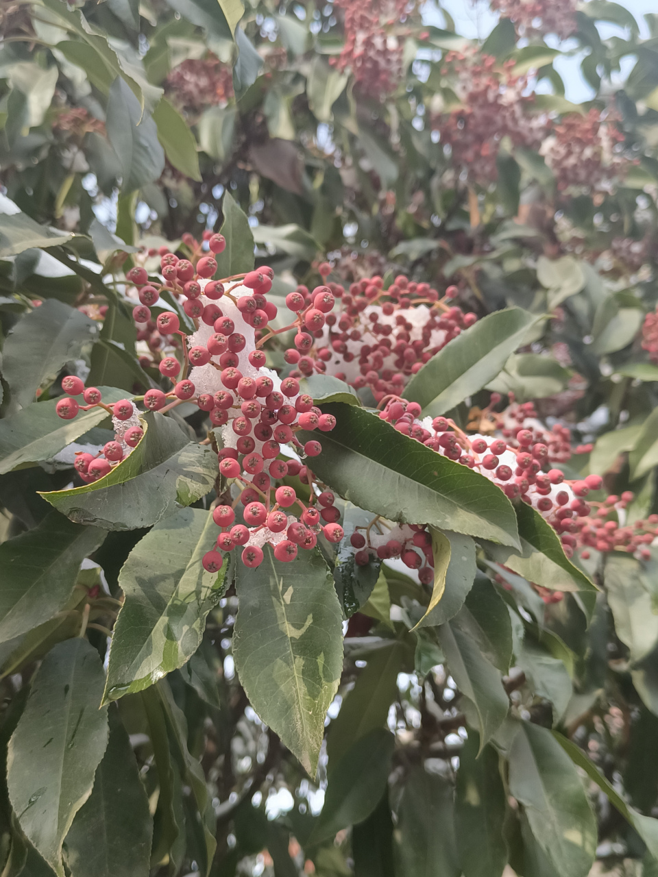 球花石楠果实图片