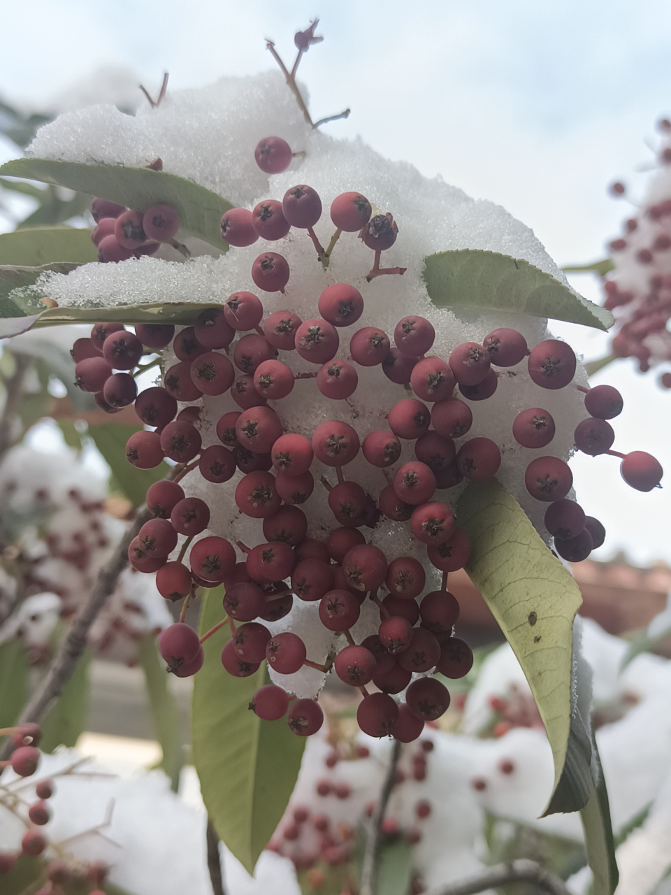 冬日冰雪漫游季#石家庄市雪后,一团团艳红的红叶石楠果顶着瑞雪,漂亮