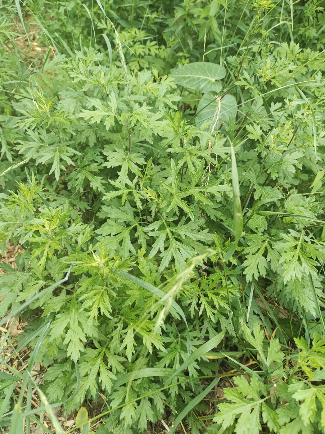 艾叶的图片高清大图