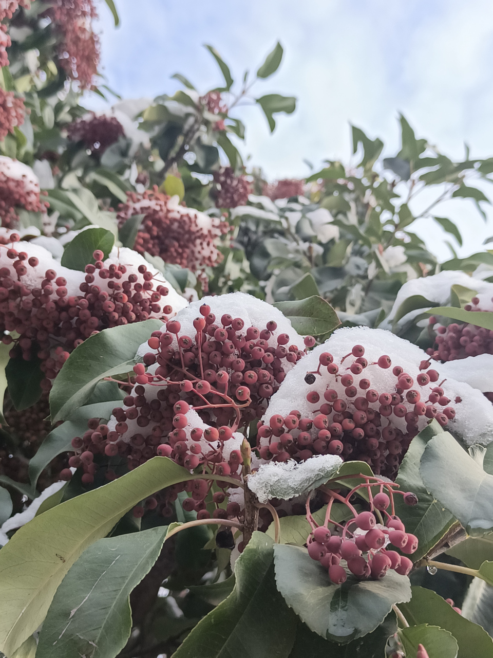 冬日冰雪漫游季#石家庄市雪后,一团团艳红的红叶石楠果顶着瑞雪,漂亮