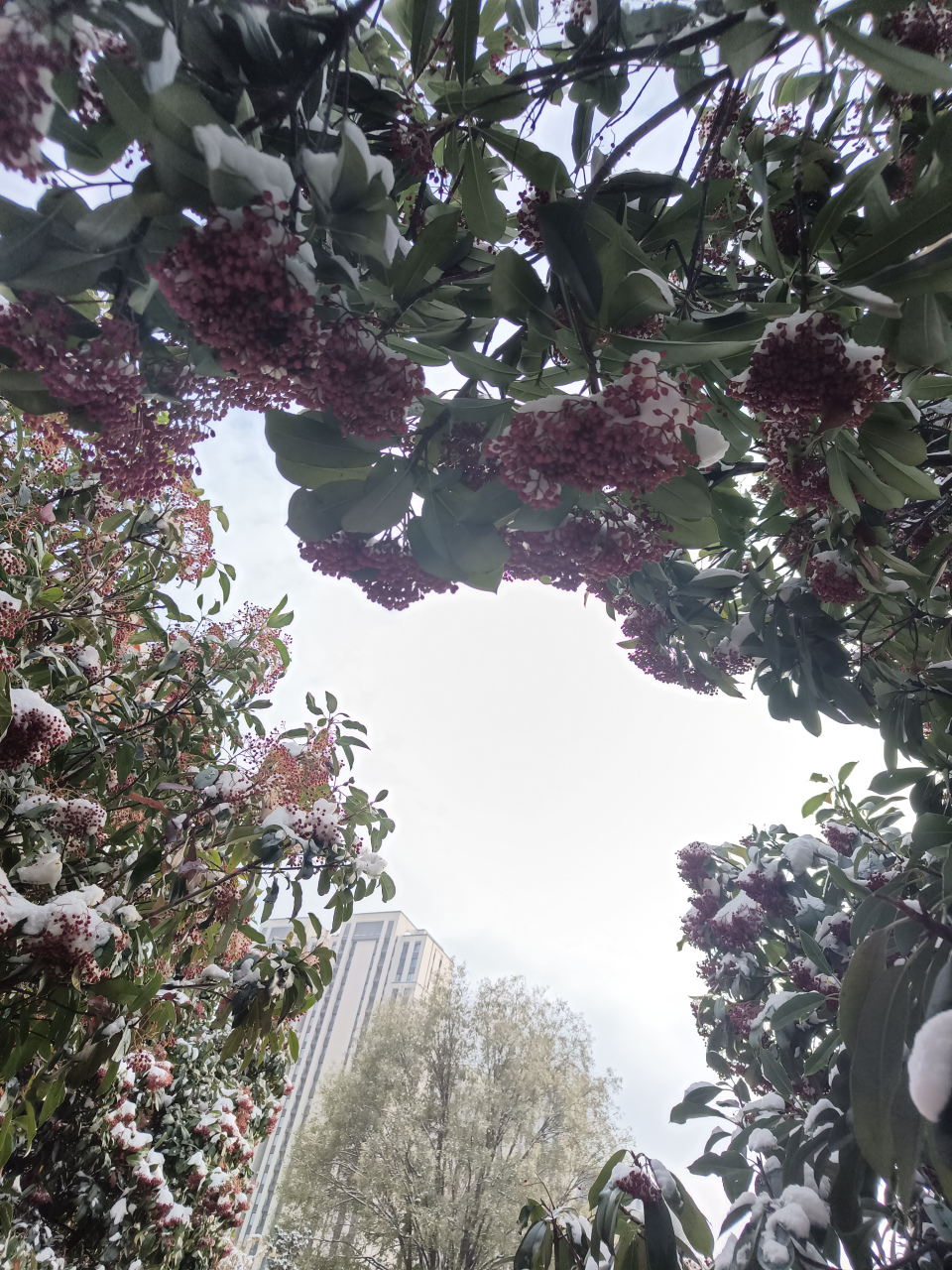 冬日冰雪漫游季#石家庄市雪后,一团团艳红的红叶石楠果顶着瑞雪,漂亮