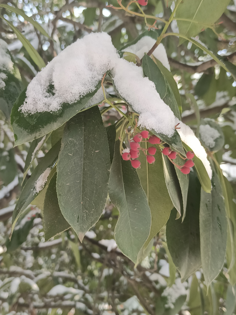 冬日冰雪漫游季#石家庄市雪后,一团团艳红的红叶石楠果顶着瑞雪,漂亮