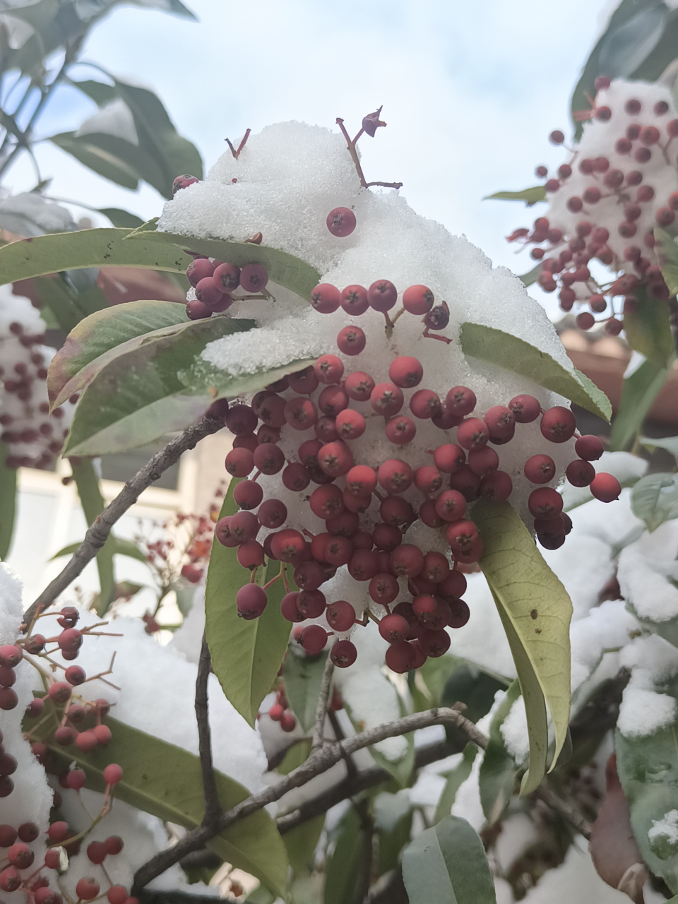 冬日冰雪漫游季#石家庄市雪后,一团团艳红的红叶石楠果顶着瑞雪,漂亮
