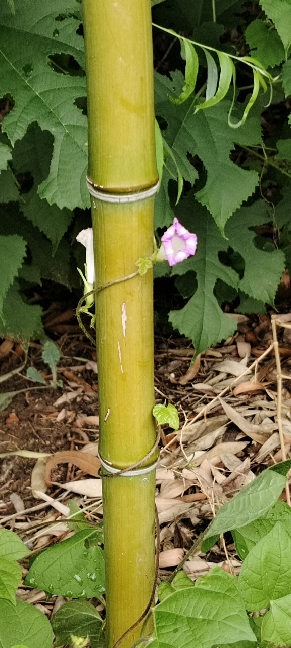 67一棵竹子,一棵豆(抱歉叫不出名字),豆开的花,爬到了竹竿上,终有